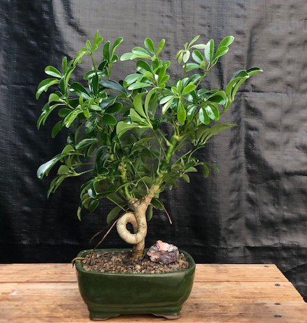 hawaiian umbrella tree schefflera arboricola Hawaiian Umbrella Bonsai Tree