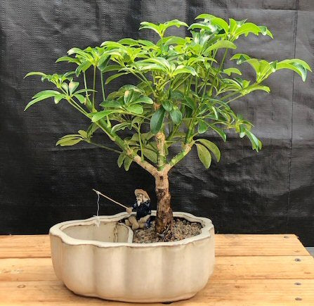 hawaiian umbrella indoor bonsai tree Hawaiian Umbrella Bonsai Tree
