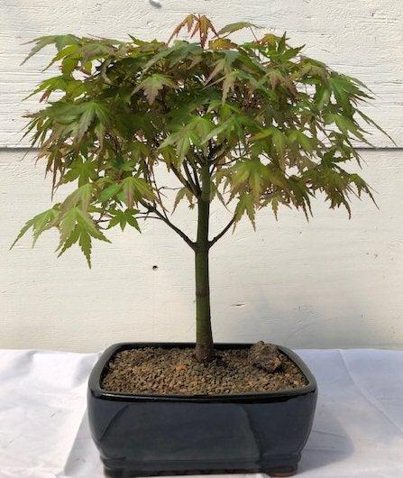 large potted bonsai tree Japanese Green Maple Bonsai Tree