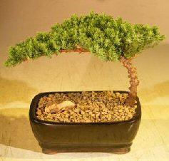 juniper bonsai tree starter kit Juniper Bonsai Tree Complete Starter Kit