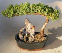 bonsai stone tree Juniper Bonsai Tree