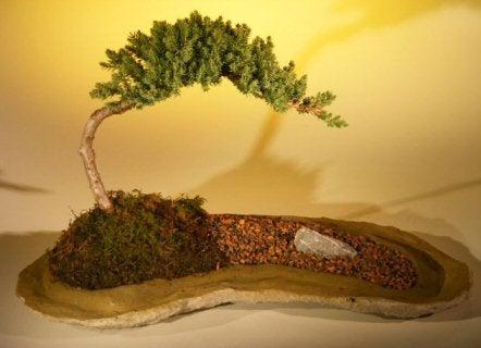 juniper procumbens bonsai tree Juniper Bonsai Tree Planted on a Rock Slab