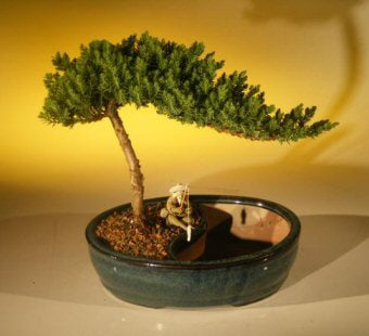 underwater bonsai tree for sale Juniper Bonsai Tree With Water Bonsai Pot