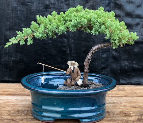 Juniper Bonsai Tree Land/Water Pot - Small (Juniper Procumbens nana)