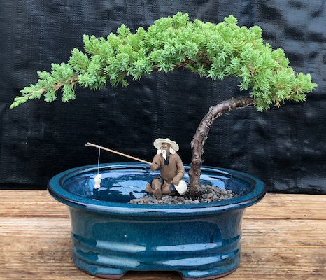Juniper Bonsai Tree Land/Water Pot - Small (Juniper