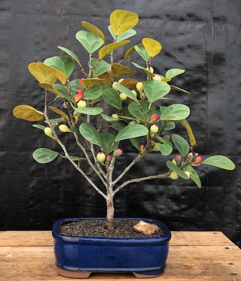Mistletoe Fig Bonsai Tree
