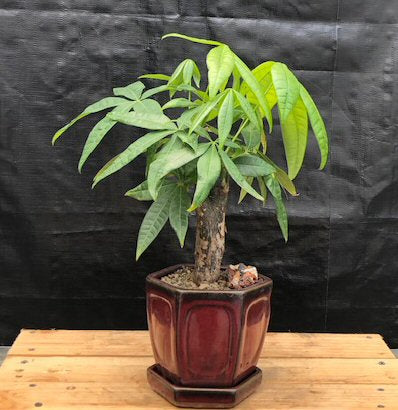 money tree 800 number Money Bonsai Tree