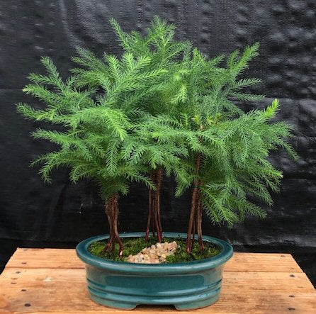 bonsai tree for sale norfolk Norfolk Island Pine Bonsai Tree