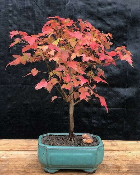 japanese maple bonsai trees for sale Trident Maple Bonsai Tree (Acer Buergerianum)