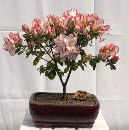 bonsai tree azalea Flowering Azalea Bonsai Tree