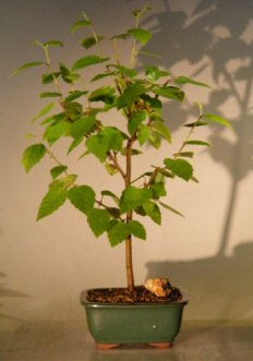 bonsai betula River Birch Bonsai Tree (betula nigra)