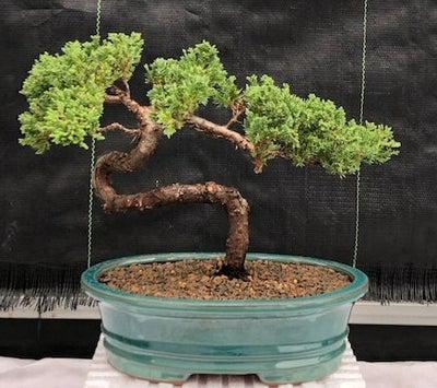 Juniper bonsai tree