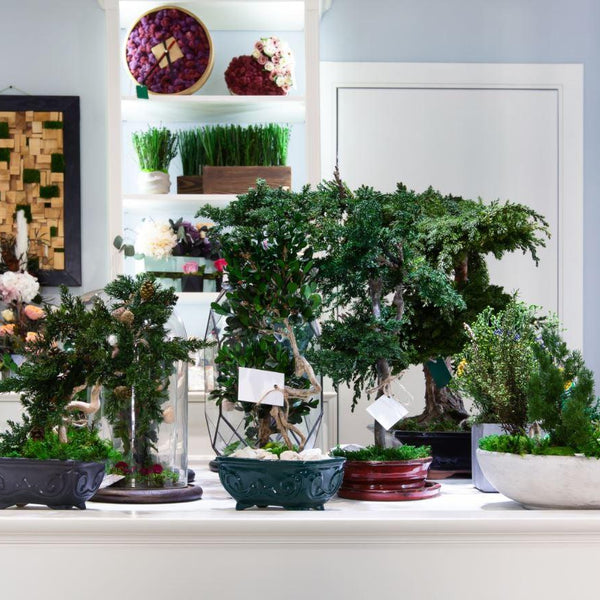 Types of Bonsai trees - The Different Types of Bonsai Trees