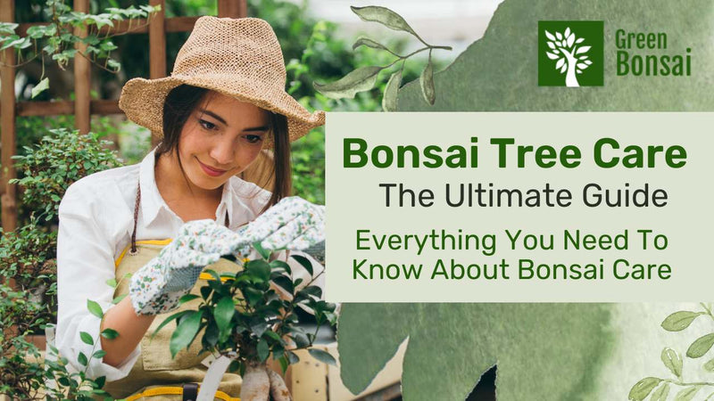 Bonsai tree care