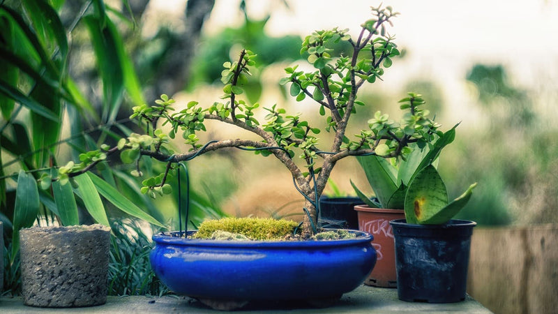 Bonsai tree pot