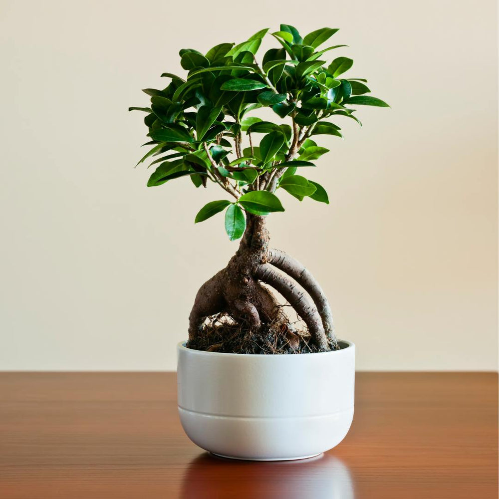 Ficus Retusa Bonsai Tree 2024