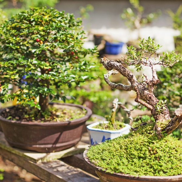 mini succulent plants #12 Crassula Mini Jade main image 0