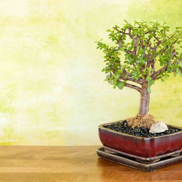 Traditional Jade Bonsai Styles