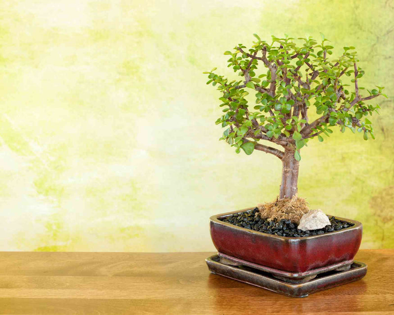 Jade bonsai styles