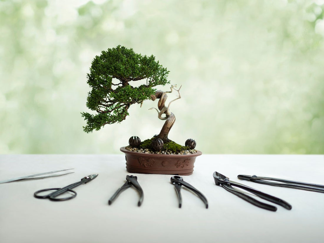 Juniper Bonsai Styles - How to Style Juniper Bonsai?