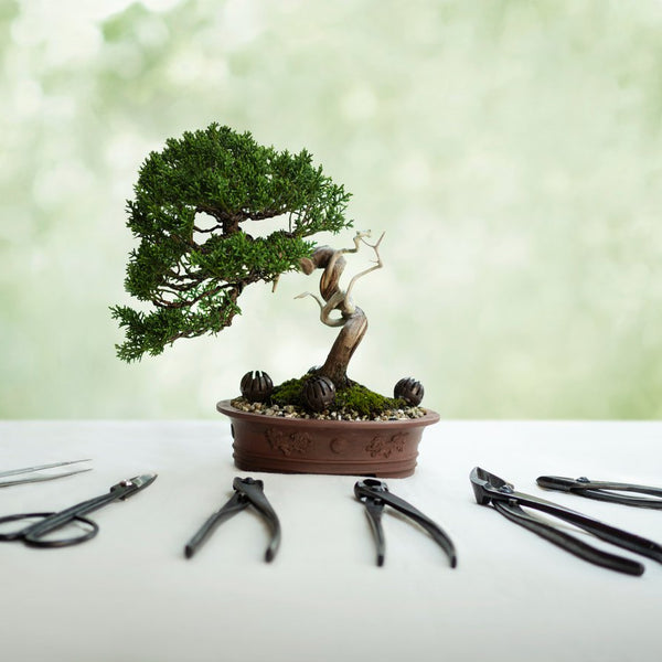 Juniper Bonsai Styles - How to Style Juniper Bonsai?
