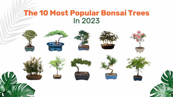 Popular Bonsai Trees