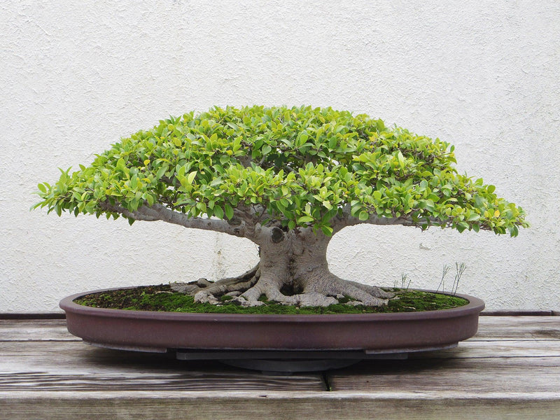 Read About The Bonsai Tree History