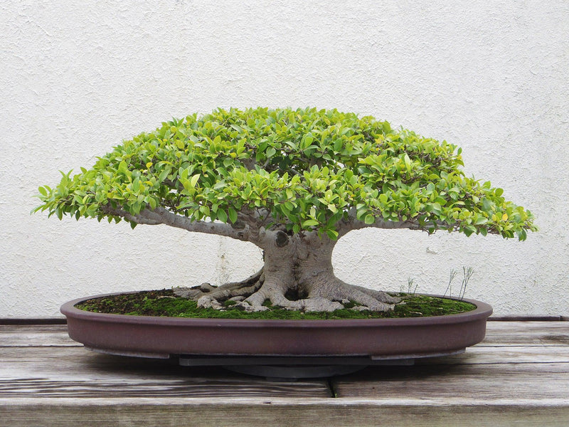 Bonsai Tree History