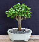 Baby Jade Bonsai Tree - Small (Portulacaria Afra)