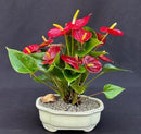 Anthurium Bonsai Tree
