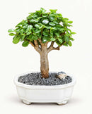 Baby-Jade-Bonsai-Tree
