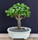Baby Jade Bonsai Tree