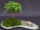 Baby Jade on Rock Slab Bonsai Tree