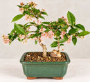 Flowering Dwarf Weeping Barbados Cherry Bonsai Tree - Medium (Malpighia Pendiculata)