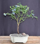 Blueberry Bonsai Tree