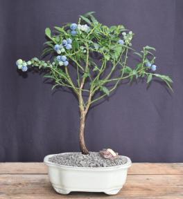 Blueberry Bonsai Tree