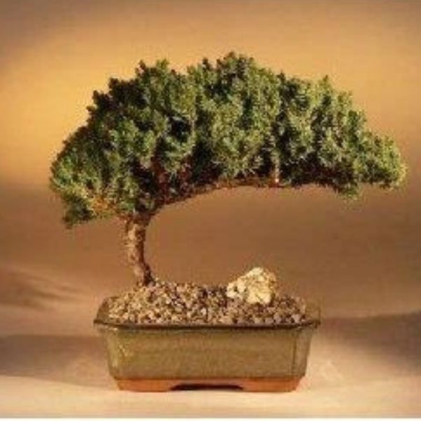 Green Bonsai - Wonderful Bonsai Trees to Your Home & Garden