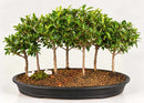 BrushCherryBonsaiForest