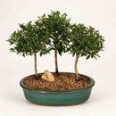 Flowering Brush Cherry Bonsai Tree - Three (3) Tree Forest Group (eugenia myrtifolia)