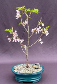 Flowering Cherry Bonsai Tree (Prunus 'Dream Catcher')