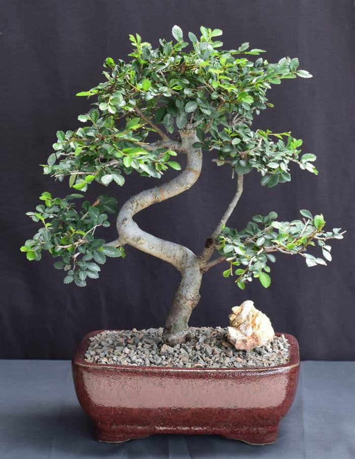 Chinese Elm Bonsai Tree - Medium