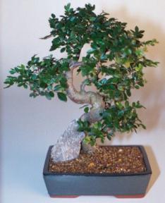 Chinese Elm Bonsai Tree