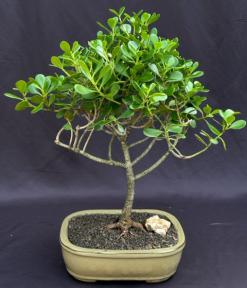 Flowering Tropical Dwarf Apple Bonsai Tree  Extra Large (clusia rosea 'nana')