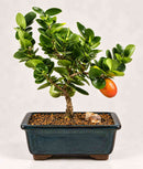 Dwarf-Plum-Bonsai-Tree