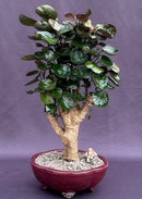 Fabian Aralia Bonsai Tree
