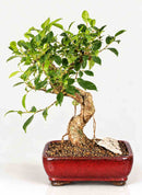 FicusRetusaBonsaiTree