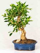 Ficus_Retusa_Golden_Coin_Bonsai_Tree
