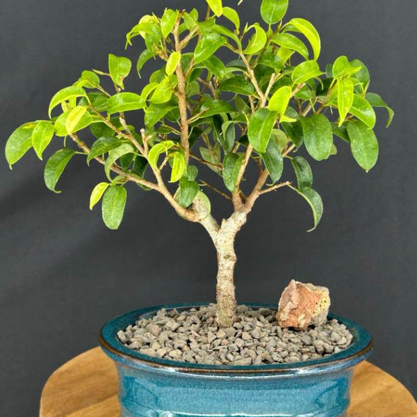 Ficus 'Too Little' Bonsai – Mini & Hardy
