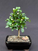 Fukien Tea Bonsai Tree