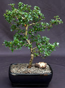 Fukien Tea Bonsai Tree